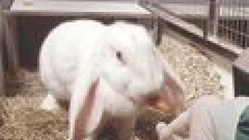 Infiltration raises questions