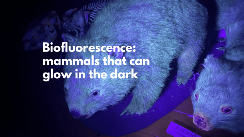 Biofluorescence: mammals that glow in the dark