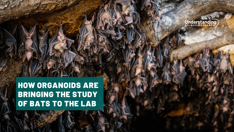 How organoids are bringing the study of bats to the lab