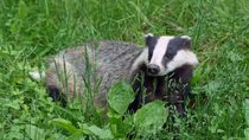 Badgers; the cull or the research
