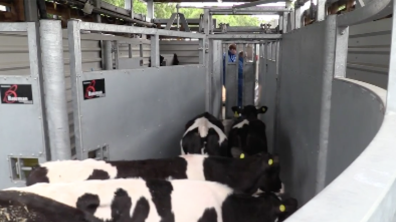 Making vaccines against foot-and-mouth disease