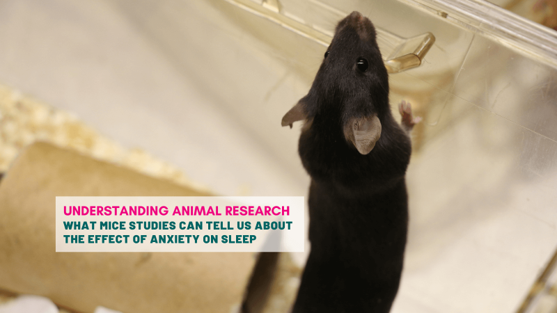 What mice studies can tell us about the effect of anxiety on sleep