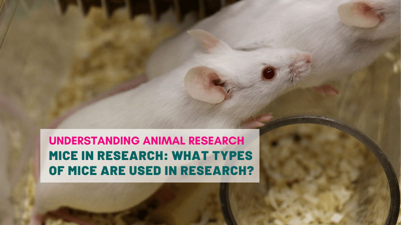 Mice in research: what types of mice are used in research?