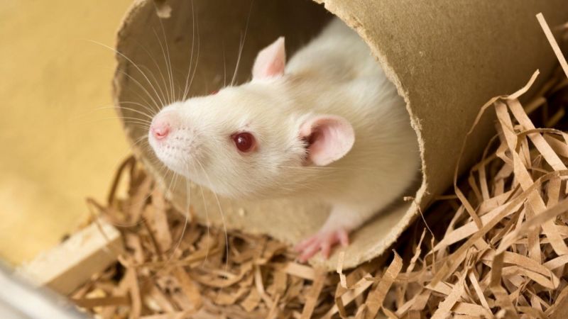 Understanding animal experiments :: Understanding Animal Research