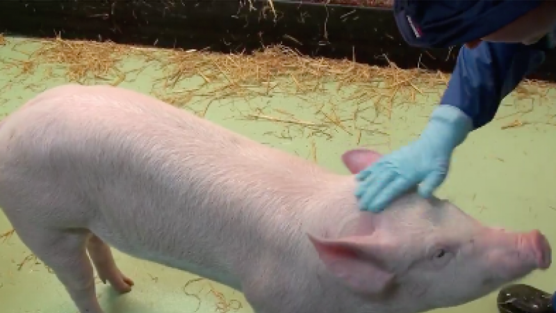 Finding vaccines against swine influenza virus