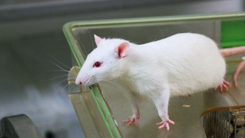 Rat