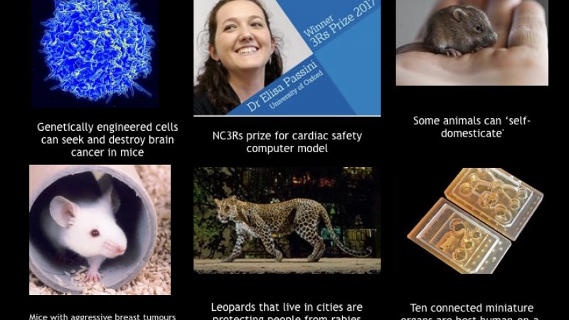 3Rs prize for cardiac model