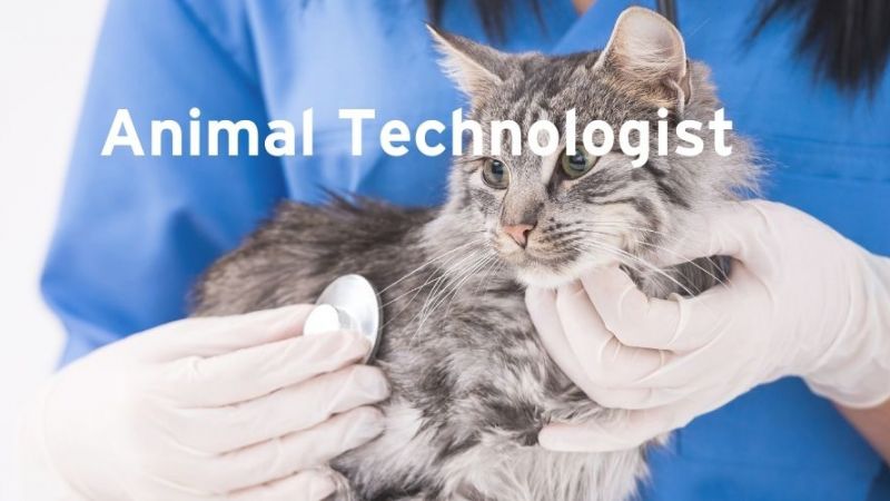 What is an animal technologist?