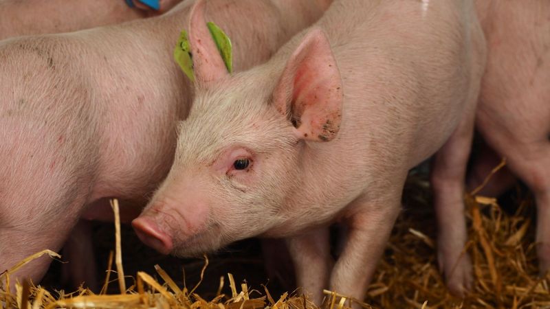 Using pig livers to filter human blood