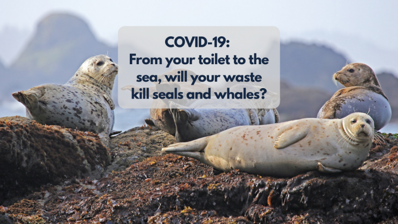 COVID-19: From your toilet to the sea, will your waste kill seals and whales?