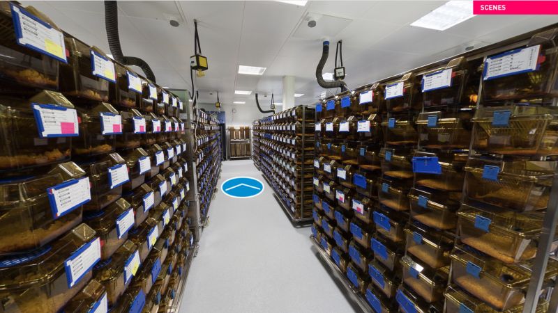 Daily inspection of laboratory mice