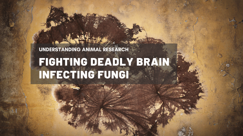 Fighting deadly brain-infecting fungi