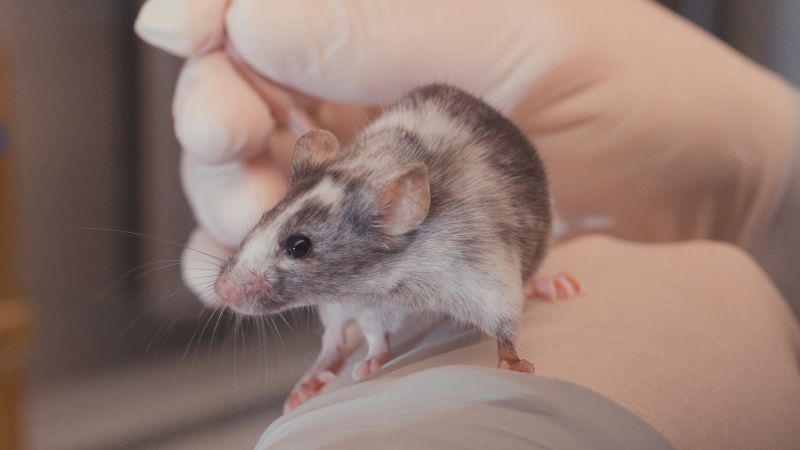 Grey and white lab mouse :: Understanding Animal Research