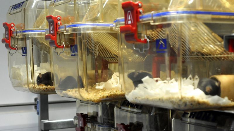 Laboratory mice in home cages :: Understanding Animal Research