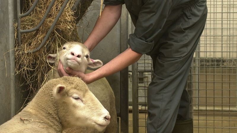 Technician examines sheep :: Understanding Animal Research