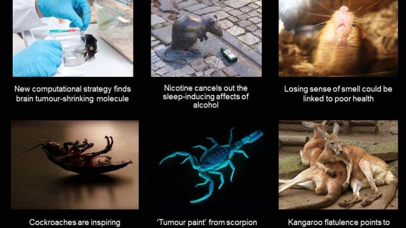 Rat study explains why so many alcohol drinkers are also smokers