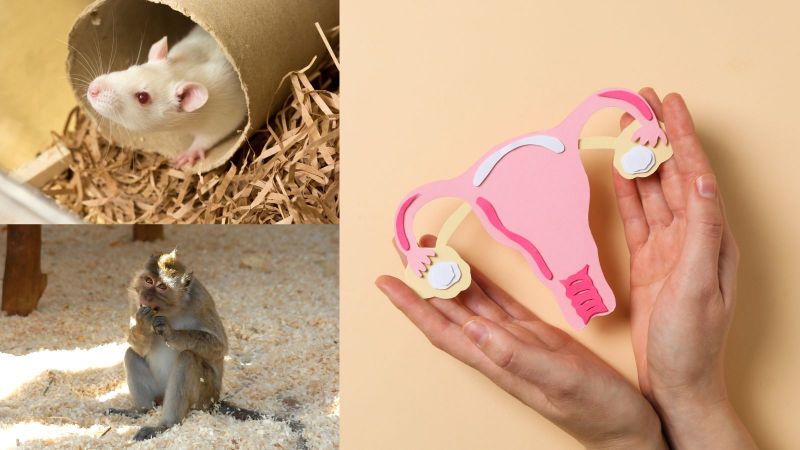 The animal research behind the new endometriosis pill