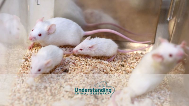 Animal research statistics for Great Britain, 2024