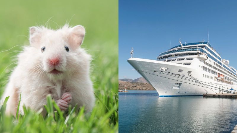 Hantavirus explained: from hamsters to human trials