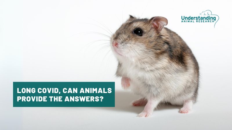 Long Covid, can animals provide the answers?
