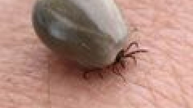 Manganese, ticks and Lyme disease