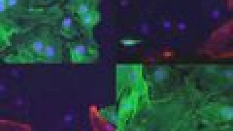 Beating heart muscle engineered