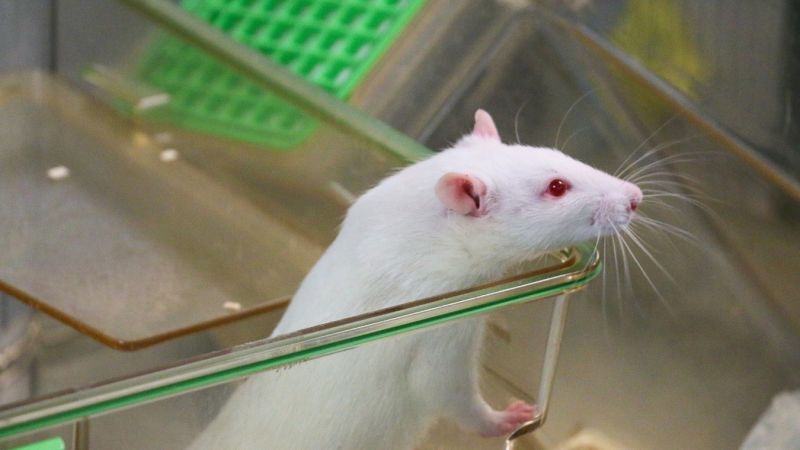 White rat © Understanding Animal Research :: Understanding Animal Research