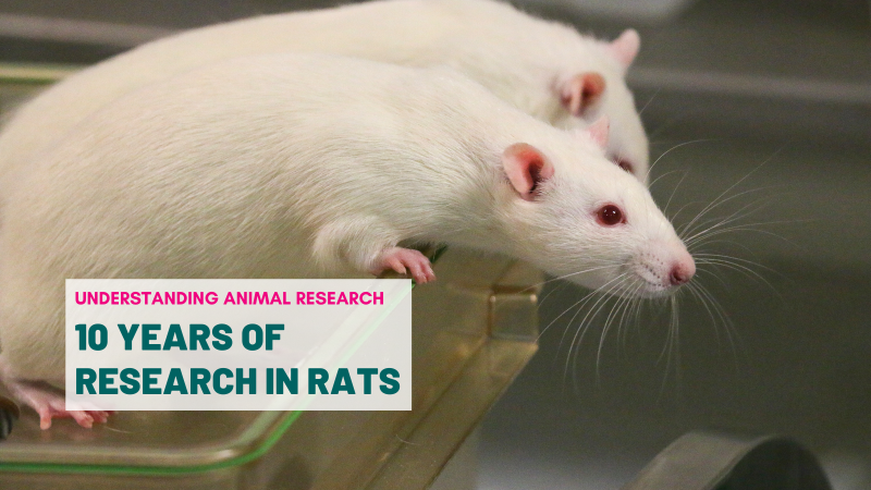10 years of rat research