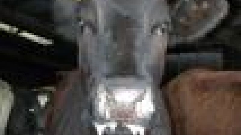 Foot and mouth life-cycle