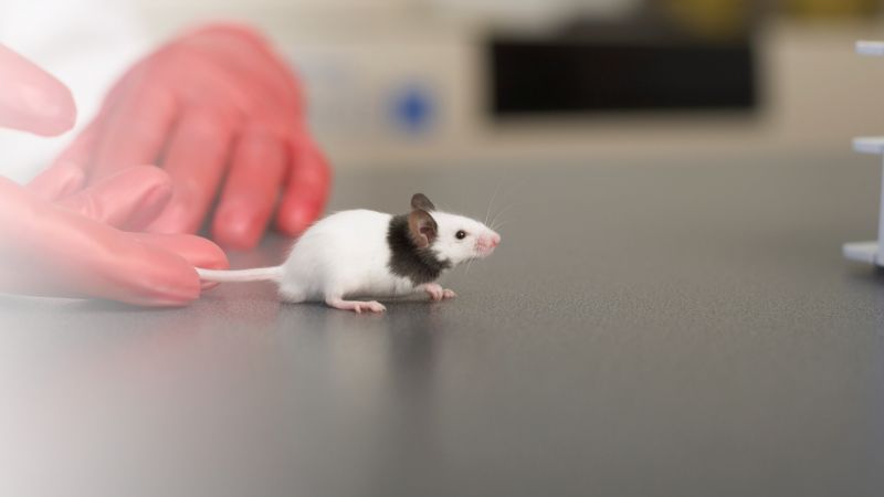 Careers in animal care :: Understanding Animal Research