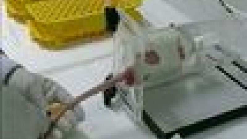 Blood from a rats tail