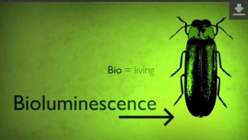 From Fireflies to Superbugs