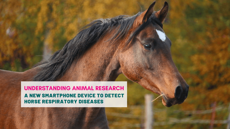 A new smartphone device to detect horse respiratory diseases