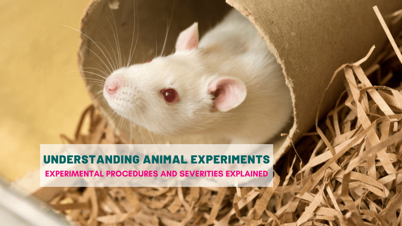Animal experiments