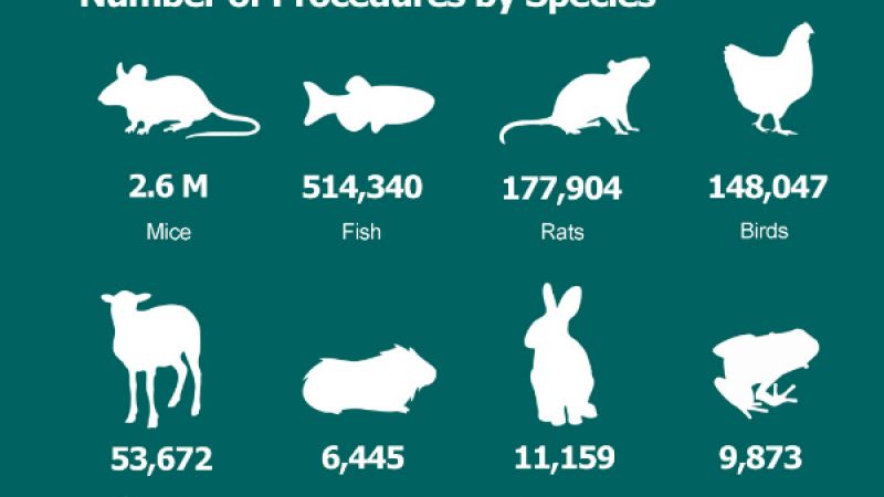 Animal Research Numbers in 2018