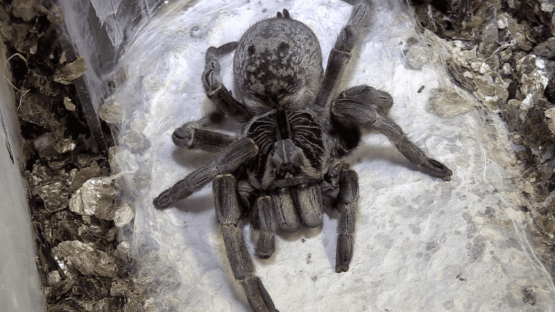 Caring for Spiders and Scorpions