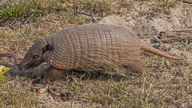 Armadillos in medical research