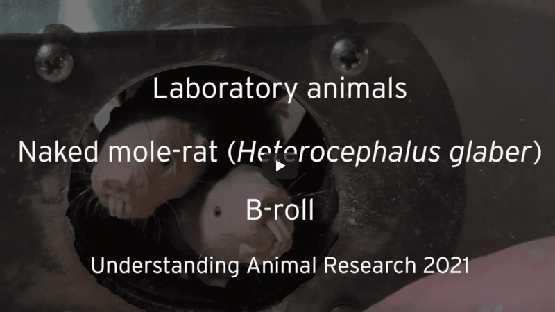 Naked mole-rat B-roll