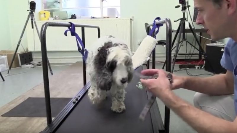 Spinal repair in dogs