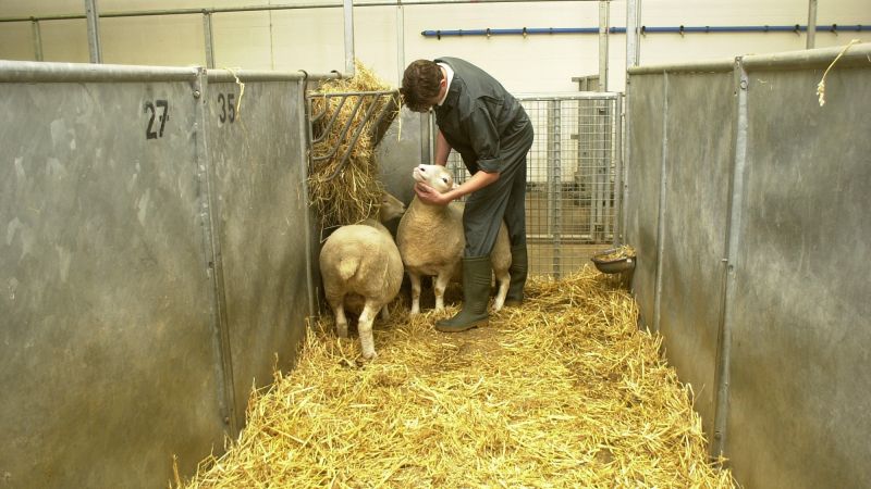 Technician examines sheep :: Understanding Animal Research