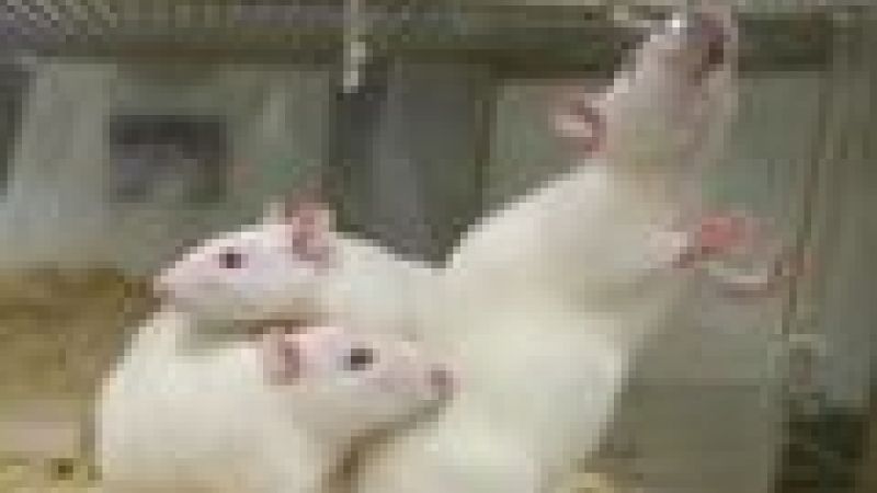 Stomach hormone helps reduce liver damage