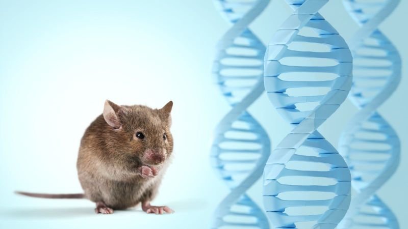 CAR-T cell therapy: engineering immune cells to hunt cancer