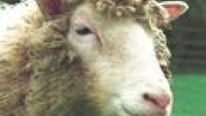 Cloning Dolly the Sheep