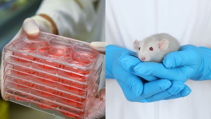 Replacing animals with human cell cultures in pharmaceutical toxin safety tests