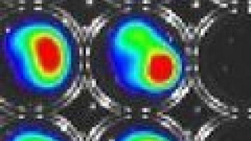 Biomatrix may allow tumour testing without mice