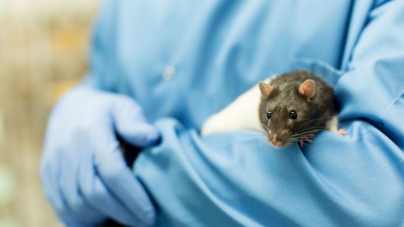 Laboratory rat being held by animal technician wearing blue scrubs and ...