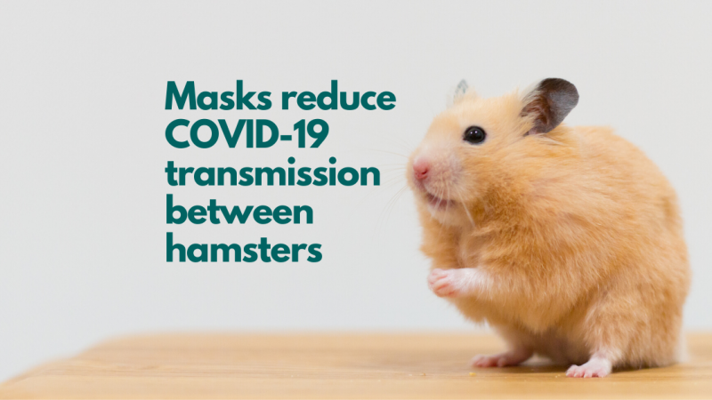 Masks reduce COVID-19 transmission between hamsters