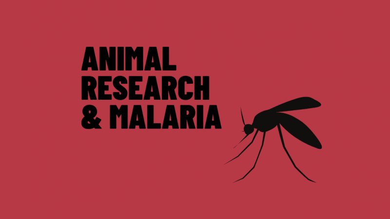 Animal research and malaria