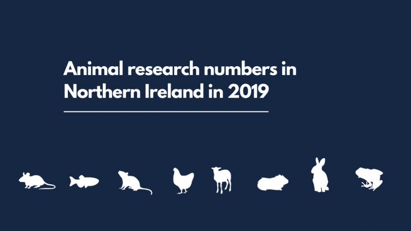 Procedures carried out on animals in Northern Ireland, 2019