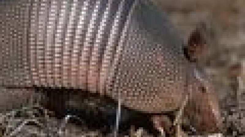 Armadillos infect humans with leprosy